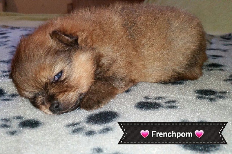 French Pom - Spitz allemand - Portée née le 22/01/2015